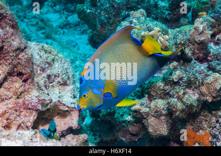 Regina angelfish (Holocanthus ciliaris) alimentazione sulla spugna. Bonaire, Antille olandesi, dei Caraibi e Oceano Atlantico. Foto Stock