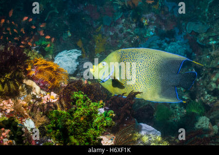 Angelfish semicircolare [Pomacanthus semicirculatus] nuoto sulla barriera corallina. Parco Nazionale di Komodo, Indonesia. Indo-pacifico. Foto Stock