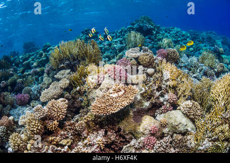 Parte superiore della barriera corallina con Red Sea bannerfish [Heniochus intermedius] e Mar Rosso butterflyfish [Chaetodon fasciatus]. Egitto, rosso se Foto Stock