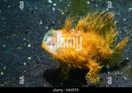 Con striping o rana pescatrice pelose [Antennarius striatus]. Lembeh, Sulawesi, Indonesia. Foto Stock