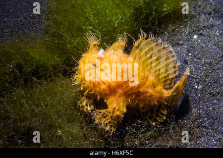 Con striping o rana pescatrice pelose [Antennarius striatus]. Lembeh, Sulawesi, Indonesia. Foto Stock