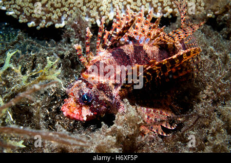 Zebra leone [Dendrochirus zebra]. Lembeh, Sulawesi, Indonesia. Foto Stock