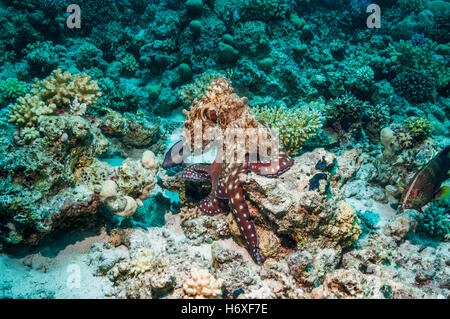 Giornata comune polpo polpo giorno [Octopus cyanea] caccia sulla barriera corallina. Egitto, Mar Rosso. Foto Stock