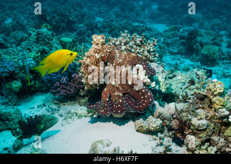 Giornata comune polpo polpo giorno [Octopus cyanea] caccia sulla barriera corallina. Egitto, Mar Rosso. Foto Stock