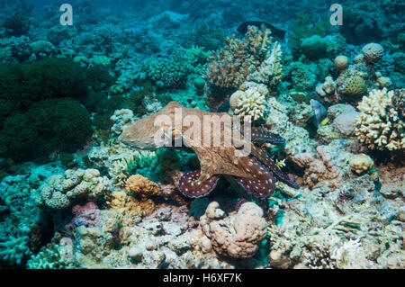 Giornata comune polpo polpo giorno [Octopus cyanea] caccia sulla barriera corallina. Egitto, Mar Rosso. Foto Stock