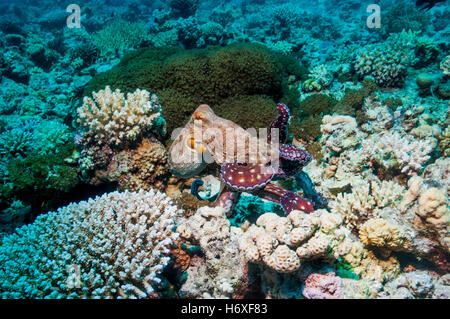 Giornata comune polpo polpo giorno [Octopus cyanea] caccia sulla barriera corallina. Egitto, Mar Rosso. Foto Stock