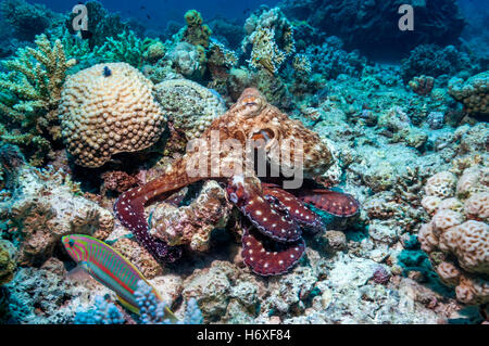 Giornata comune polpo polpo giorno [Octopus cyanea] caccia sulla barriera corallina. Egitto, Mar Rosso. Foto Stock