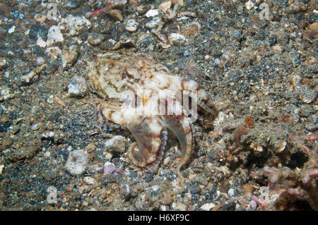 Il veleno ocellate octopus [Amphioctopus siamensis (ex Octopus mototi)]. Lembeh, Sulawesi, Indonesia. Foto Stock