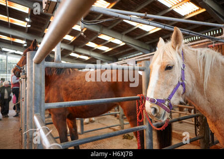 Cavalli in asta a cavallo e asta di bestiame fienile beeston castle England Regno Unito Foto Stock