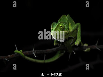 L'immagine di Chameleon ( Chamaeleo zeylanicus) è stata presa vicino a Pune, India Foto Stock