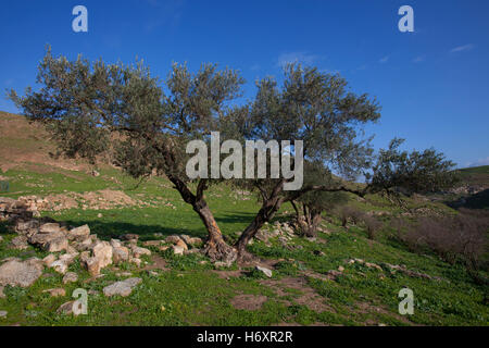 Un albero di olivo presso il sito archeologico di Abila Dekapoleos nella Decapoli che era una antica città a nord-est di Irbid, Giordania. Foto Stock