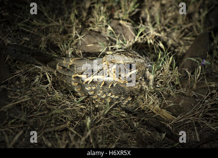 L'immagine di indiani nightjar (Caprimulgus asiaticus) è stata presa vicino a Pune, India Foto Stock