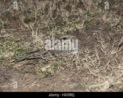 L'immagine di indiani nightjar (Caprimulgus asiaticus) è stata presa vicino a Pune, India Foto Stock