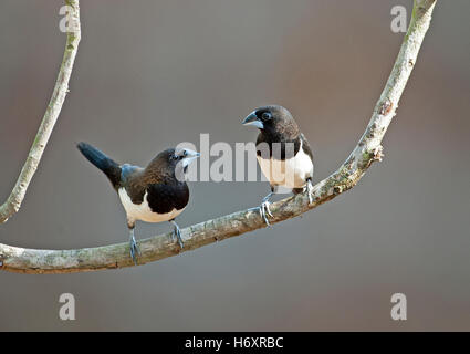 L'immagine di colore bianco-rumped munia (Lonchura striata) in Goa, India Foto Stock