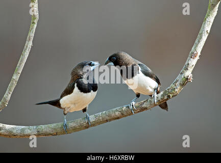 L'immagine di colore bianco-rumped munia (Lonchura striata) in Goa, India Foto Stock