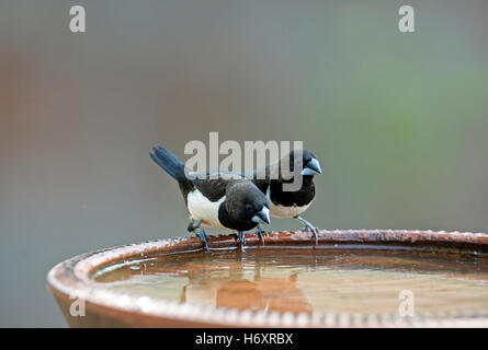 L'immagine di colore bianco-rumped munia (Lonchura striata) in Goa, India Foto Stock