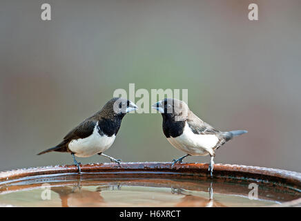 L'immagine di colore bianco-rumped munia (Lonchura striata) in Goa, India Foto Stock