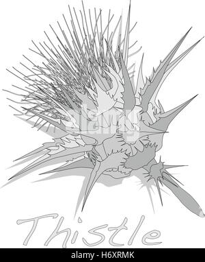 Cardo vegetale. Scotch thistle. Il vettore isolato. Illustrazione Vettoriale