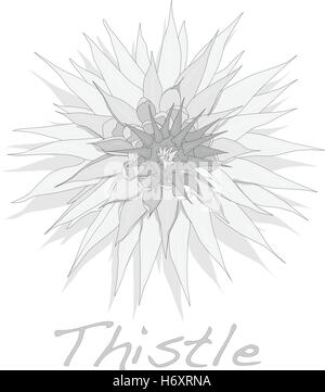 Cardo vegetale. Scotch thistle. Il vettore isolato. Illustrazione Vettoriale