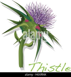 Cardo vegetale. Scotch thistle. Il vettore isolato. Illustrazione Vettoriale