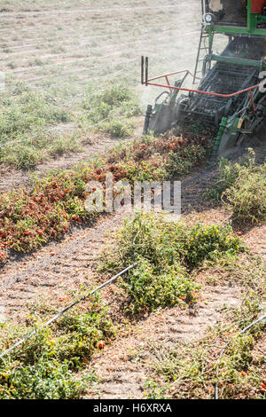 Harvester raccoglie i pomodori nel rimorchio Foto Stock