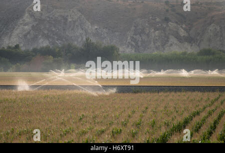Irrigazione sistemi sprinkler e il mais Foto Stock