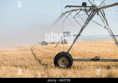 Irroratrici di irrigazione nel campo. Piante giallo Foto Stock