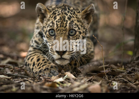 Una Jaguar cub Foto Stock