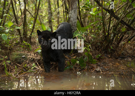 Un Giaguaro Nero esplora un torrente di acqua all'interno della foresta pluviale Foto Stock