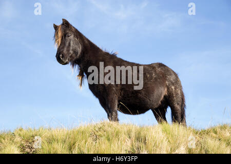 Dartmoor pony guardando in giù da un alto crinale del Moro. Foto Stock