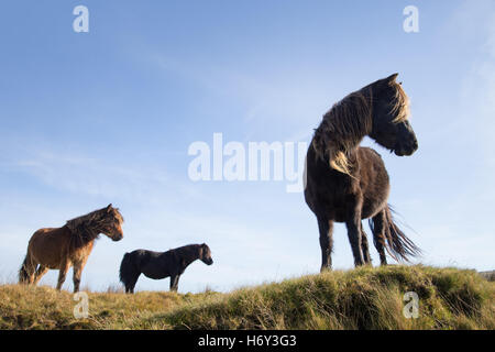 Dartmoor pony guardando in giù da un alto crinale del Moro. Foto Stock