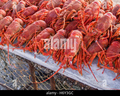 Luminose red rock aragoste pronto per essere grigliate in un esterno di frutti di mare e pesce ristorante in Lambert's Bay, Sud Africa Foto Stock