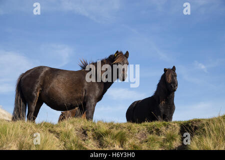 Dartmoor pony guardando in giù da un alto crinale del Moro. Foto Stock