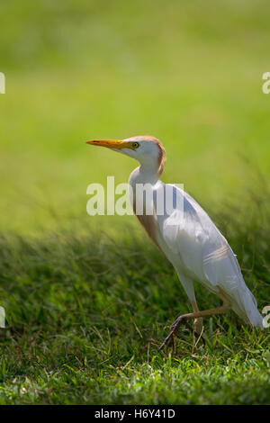 Airone guardabuoi (Bubulcus ibis) in piedi su un prato di Hanauma Bay su Oahu, Hawaii, Stati Uniti d'America. Foto Stock