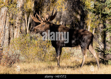 Bull Moose - maschio adulto Shiras Alce - Alces alces Foto Stock