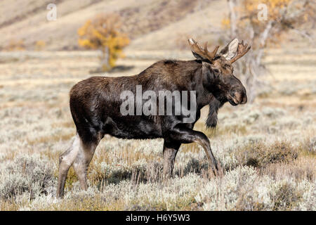 Bull Moose - maschio adulto Shiras Alce - Alces alces Foto Stock