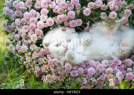 Piccolo grazioso cucciolo bianco Scottish Fold stare sdraiato sulla schiena in fiori Foto Stock