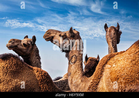 Cammelli a Pushkar Mela (Pushkar Camel Fair), India Foto Stock