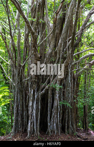 Vista interessante direttamente su di una ampia tenda fig tree in Costa Rica Foto Stock