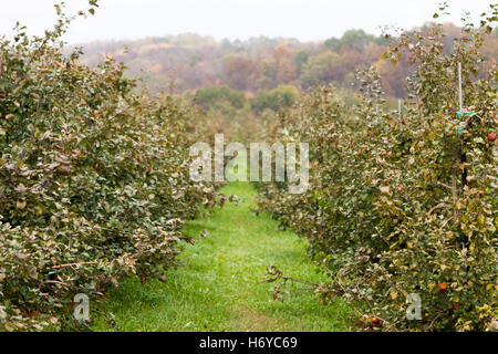 Fila di alberi di mele in un meleto con albero di foresta-line in background in autunno Foto Stock