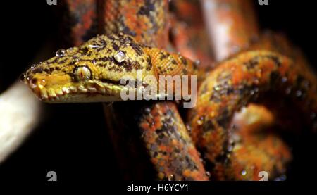 L'Amazzonia Tree Boa (Corallus hortulanus) è un non-boa velenosi delle specie che si trovano in Sud America noto anche come macabrel, Cook tr Foto Stock