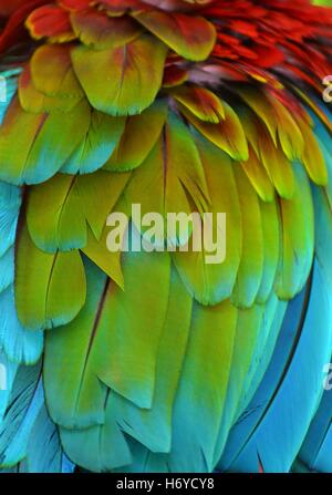 Fotografia macro di multi-piume colorate di Scarlet Macaw (Ara macao) Foto Stock