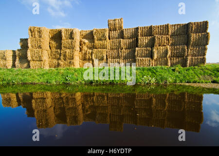 Impilate le balle di paglia si riflette nell'acqua di un canale Foto Stock