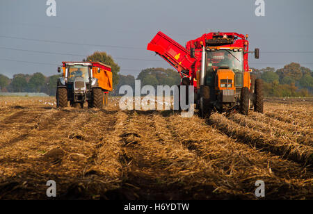 Raccolto di patate: Trattori e trebbiatrici Foto Stock