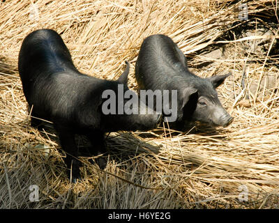 I suinetti. seongeup folk village. jeju. sth COREA Foto Stock