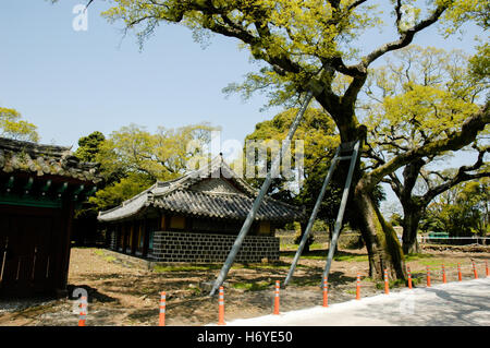 Supporti in metallo per il vecchio albero. seongeup folk village. jeju. sth COREA Foto Stock