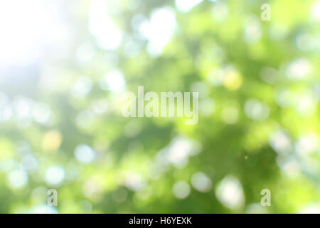 Sfocata verde sullo sfondo della natura Foto Stock