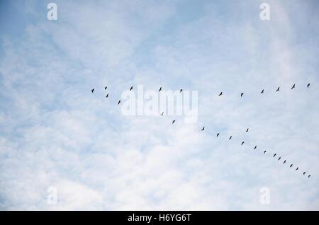 La migrazione di Stormo di oche in V formazione in alto nel cielo Foto Stock