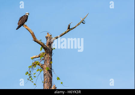 American osprey (noto anche come un pesce eagle), arroccato in cima a un punto morto pino (sopra il suo nido) nel Ponte Vedra Beach, Florida, Stati Uniti d'America. Foto Stock