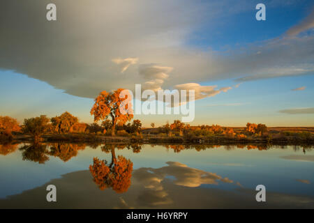 Riflessione a St Vrain - pioppi neri americani di albero in colori autunnali con cielo blu e nuvole di onde riflesse nel lago. Foto Stock
